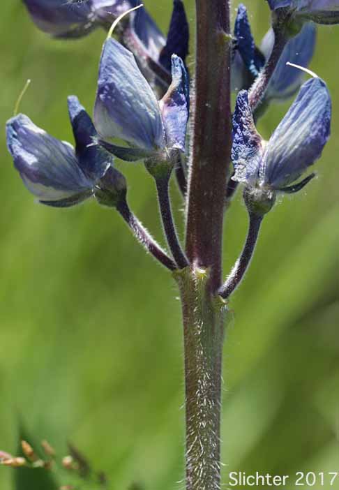 Flowers of Hairy Big-leaf Lupine, Large-leaved Lupine: Lupinus polyphyllus var. prunophilus (Synonyms: Lupius arcticus var. prunophilus, Lupinus garfieldensis, Lupinus prunophilus, Lupius wyethii var. prunophilus) - In Oregon, this taxa includes Wyeth's lupine (Lupinus wyethii)