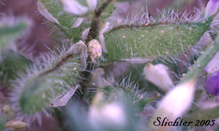 Pods of Rusty Lupine, Low Lupine, Small Lupine: Lupinus pusillus var. intermontanus (Synonym: Lupinus pusillus ssp. intermontanus)