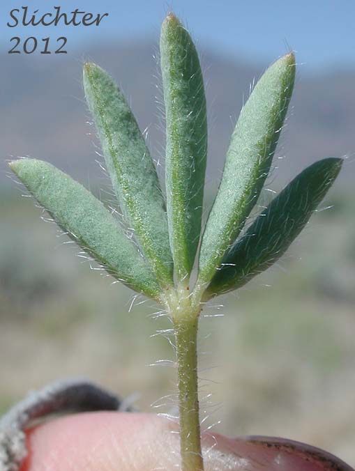 Ventral view of a leaf of Rusty Lupine, Low Lupine, Small Lupine: Lupinus pusillus var. intermontanus (Synonym: Lupinus pusillus ssp. intermontanus)