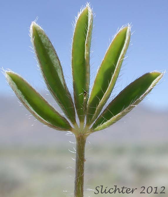 Dorsal leaf surface of Rusty Lupine, Low Lupine, Small Lupine: Lupinus pusillus var. intermontanus (Synonym: Lupinus pusillus ssp. intermontanus)