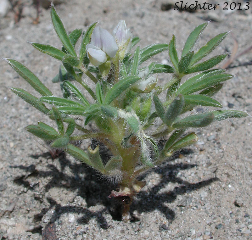 Rusty Lupine, Low Lupine, Small Lupine: Lupinus pusillus var. intermontanus (Synonym: Lupinus pusillus ssp. intermontanus)