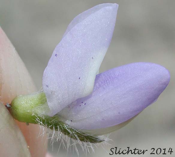 Flower of Rusty Lupine, Low Lupine, Small Lupine: Lupinus pusillus var. intermontanus (Synonym: Lupinus pusillus ssp. intermontanus)