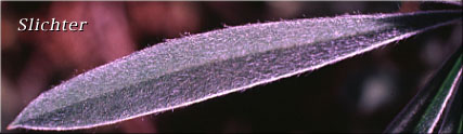 Dorsal surface of a leaflet of Sabin's Lupine: Lupinus sabinianus (Synonyms: Lupinus sabinii, Lupinus sericeus ssp. sabinei)