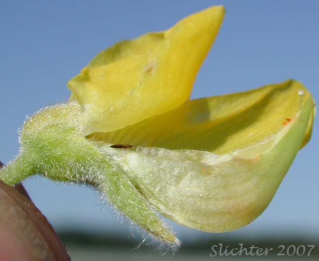 Close-up view of the keel of a flower of Sabin's Lupine: Lupinus sabinianus (Synonyms: Lupinus sabinii, Lupinus sericeus ssp. sabinei)