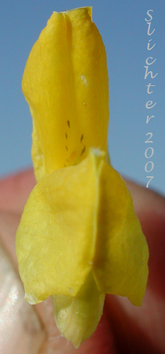 Close-up frontal view of a flower of Sabin's Lupine: Lupinus sabinianus (Synonyms: Lupinus sabinii, Lupinus sericeus ssp. sabinei)