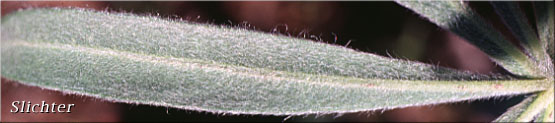 Ventral surface of a leaflet of Sabin's Lupine: Lupinus sabinianus (Synonyms: Lupinus sabinii, Lupinus sericeus ssp. sabinei)