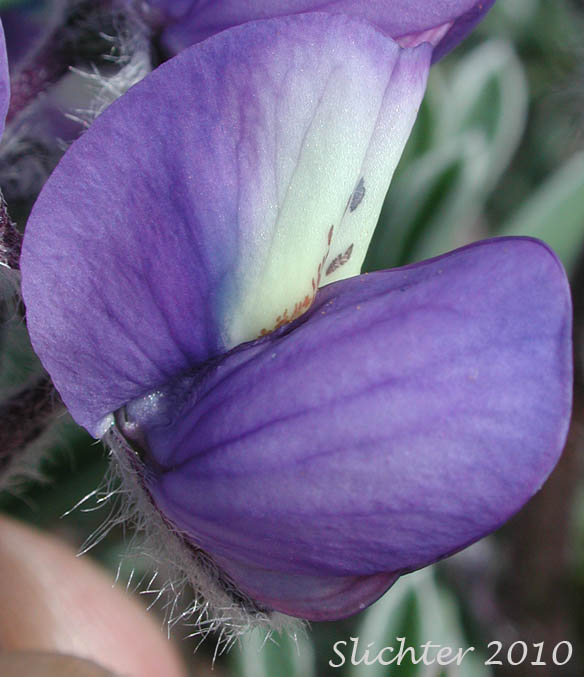 Close-up of a flower of Meadow Lupine, Rock Lupine, Stony-ground Lupine: Lupinus polyphyllus var. saxosus (Synonyms: Lupinus saxosus, Lupinus saxosus var. saxosus, Lupins saxosus var. subsericeus, Lupinus subsericeus)