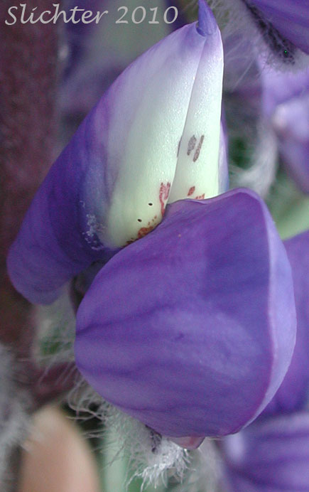 Flower of Meadow Lupine, Rock Lupine, Stony-ground Lupine: Lupinus polyphyllus var. saxosus (Synonyms: Lupinus saxosus, Lupinus saxosus var. saxosus, Lupins saxosus var. subsericeus, Lupinus subsericeus)