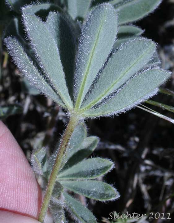 Ventral surface of the palmately compound leaf of Meadow Lupine, Rock Lupine, Stony-ground Lupine: Lupinus polyphyllus var. saxosus (Synonyms: Lupinus saxosus, Lupinus saxosus var. saxosus, Lupins saxosus var. subsericeus, Lupinus subsericeus)