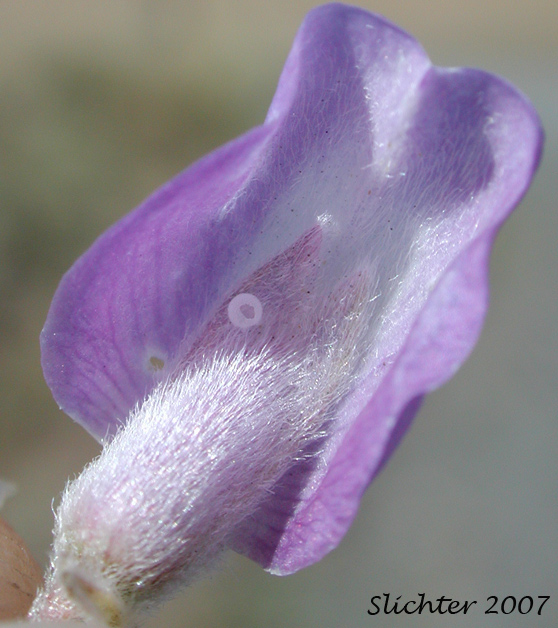 Close-up of the backside of the banner of Silky Lupine: Lupinus sericeus (Synonyms: Lupinus leucopsis, Lupinus lecuopsis var. mollis, Lupinus leucopsis var. shermanensis, Lupinus ornatus, Lupinus sericeus var. fikeranus, Lupinus sericeus var. flexuosus, Lupinus sericeus var. maximus, Lupinus sericeus ssp. sericeus, Lupinus sericeus var. sericeus, Lupinus sericeus var. wallowensis)