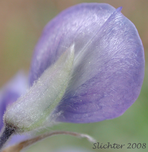 Close-up of the back of the banner of Silky Lupine: Lupinus sericeus (Synonyms: Lupinus leucopsis, Lupinus lecuopsis var. mollis, Lupinus leucopsis var. shermanensis, Lupinus ornatus, Lupinus sericeus var. fikeranus, Lupinus sericeus var. flexuosus, Lupinus sericeus var. maximus, Lupinus sericeus ssp. sericeus, Lupinus sericeus var. sericeus, Lupinus sericeus var. wallowensis)