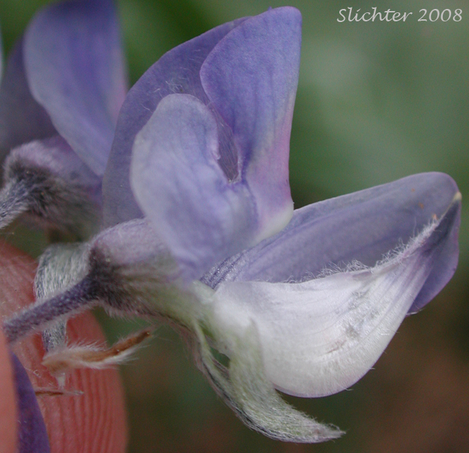 Close-up of the keel of a flower of Silky Lupine: Lupinus sericeus (Synonyms: Lupinus leucopsis, Lupinus lecuopsis var. mollis, Lupinus leucopsis var. shermanensis, Lupinus ornatus, Lupinus sericeus var. fikeranus, Lupinus sericeus var. flexuosus, Lupinus sericeus var. maximus, Lupinus sericeus ssp. sericeus, Lupinus sericeus var. sericeus, Lupinus sericeus var. wallowensis)