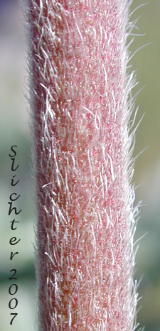 Stem hairs of Bingen Lupine, Soft Lupine: Lupinus sulphureus ssp. subsaccatus (Synonyms: Lupinus bingensis var. bingensis, Lupinus bingensis var. dubius, Lupinus bingensis var. subsaccatus, Lupinus leucopsis var. bingensis, Lupinus leucopsis var. mollis, Lupinus mollis, Lupinus sulphureus var. subsaccatus)