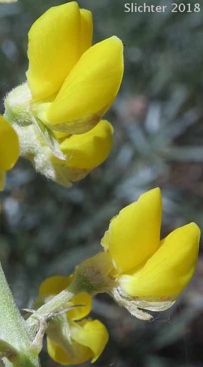 Flowers of Sulphur Lupine: Lupinus sulphureus ssp. sulphureus (Synonym: Lupinus sulphureus var. sulphureus)