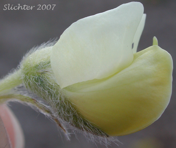 Flower of Sulphur Lupine: Lupinus sulphureus ssp. sulphureus (Synonym: Lupinus sulphureus var. sulphureus)