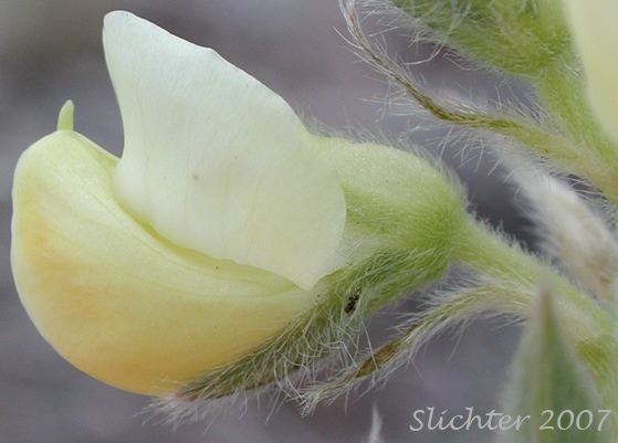 Flower of Sulphur Lupine: Lupinus sulphureus ssp. sulphureus (Synonym: Lupinus sulphureus var. sulphureus)