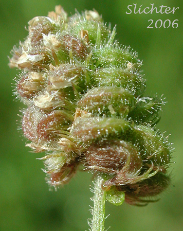 Seed head of Black Medic, Hop Clover: Medicago lupulina (Synonyms: Medicago lupulina var. cupaniana, Medicago lupulina var. glandulosa)