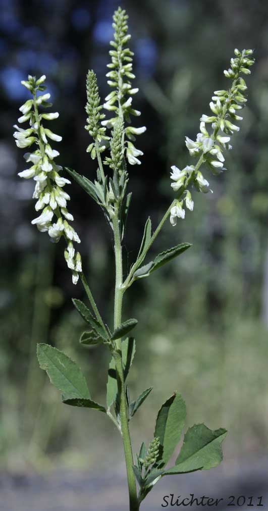 White Melilot, White Sweetclover, White Sweet-clover: Melilotus albus (Synonyms: Melilotus alba, Melilotus albus var. annuus, Melilotus officinalis var. alba)