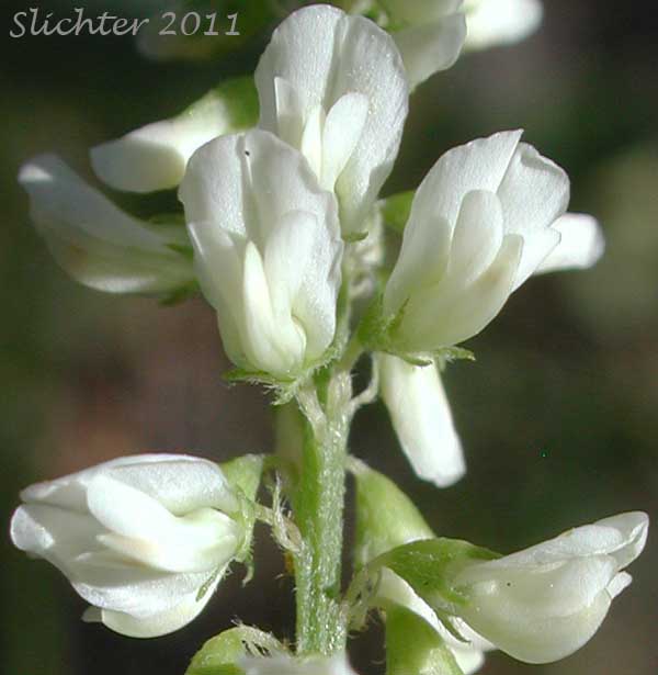 Close-up of the flowers of White Melilot, White Sweetclover, White Sweet-clover: Melilotus albus (Synonyms: Melilotus alba, Melilotus albus var. annuus, Melilotus officinalis var. alba)