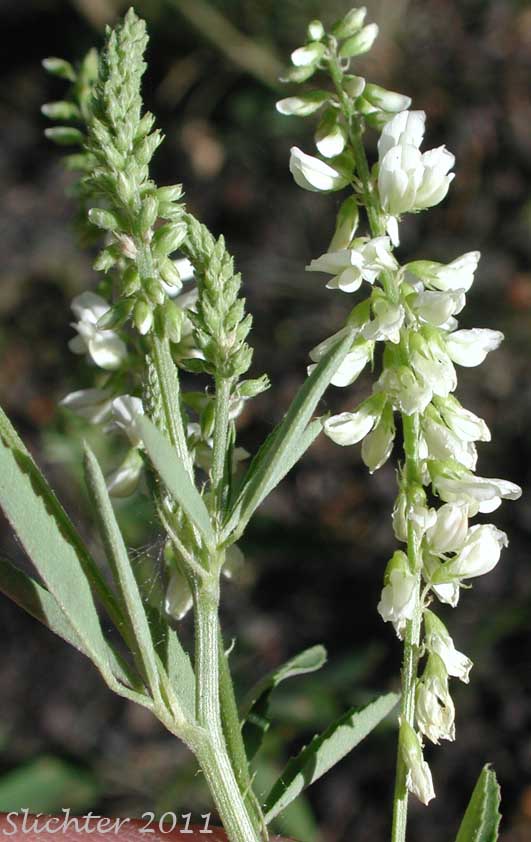 Raceme of White Melilot, White Sweetclover, White Sweet-clover: Melilotus albus (Synonyms: Melilotus alba, Melilotus albus var. annuus, Melilotus officinalis var. alba)