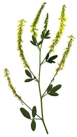 Common Yellow Sweetclover, Common Yellow Sweet-clover: Melilotus officinalis (Synonyms: Melilotus leucanthus, Melilotus lutea, Melilotus officinalis var. micranthus, Trifolium officinalis)
