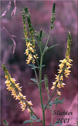 Common Yellow Sweetclover, Common Yellow Sweet-clover: Melilotus officinalis (Synonyms: Melilotus leucanthus, Melilotus lutea, Melilotus officinalis var. micranthus, Trifolium officinalis)