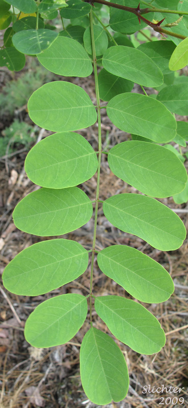 Leaf and thorns of lack Locust, Acacia, False Acacia: Robinia pseudoacacia (Synonyms: Robinia pseudo-acacia, Robinia pseudoacacia var. pyramidalis, Robinia pseudoacacia var. rectissima)
