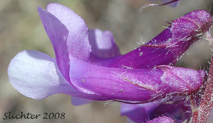 Flower of Vicia villosa
