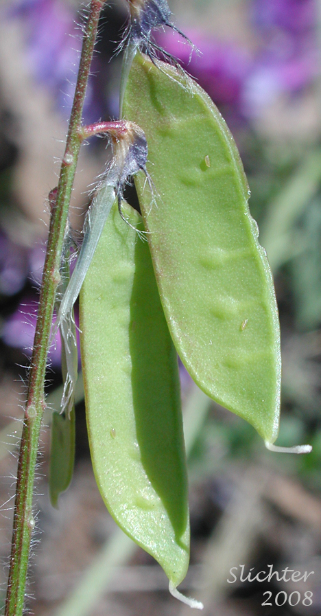 Seed pods of Vicia villosa