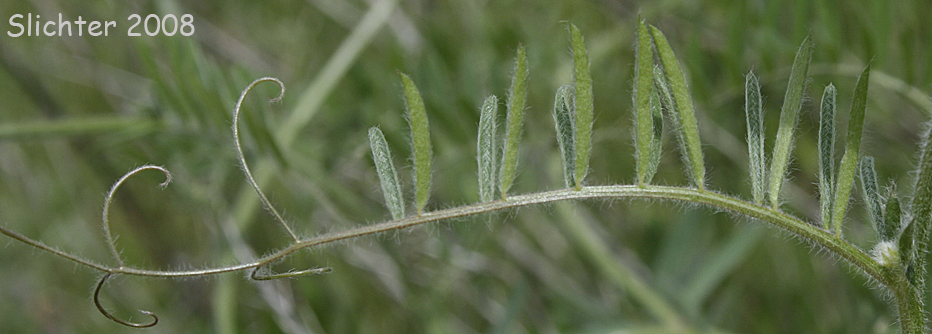 Pinnately compound leaf of Vicia villosa
