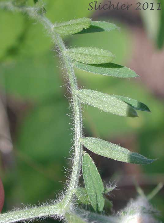Pinnately compound leaf of Fodder Vetch, Hairy Vetch, Winter Vetch, Woolly Vetch: Vicia villosa