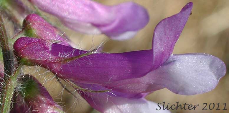 Close-up sideview of the flower of Fodder Vetch, Hairy Vetch, Winter Vetch, Woolly Vetch: Vicia villosa