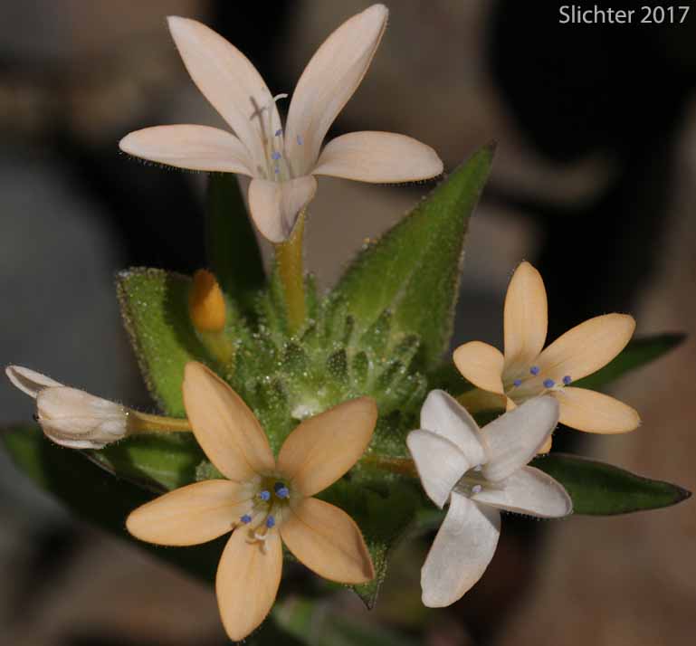 Inflorescence of Grand Collomia, Large-flowered Collomia, Large-flower Mountain-trumpet: Collomia grandiflora