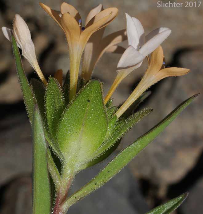 Side view of the inflorescence of Grand Collomia, Large-flowered Collomia, Large-flower Mountain-trumpet: Collomia grandiflora