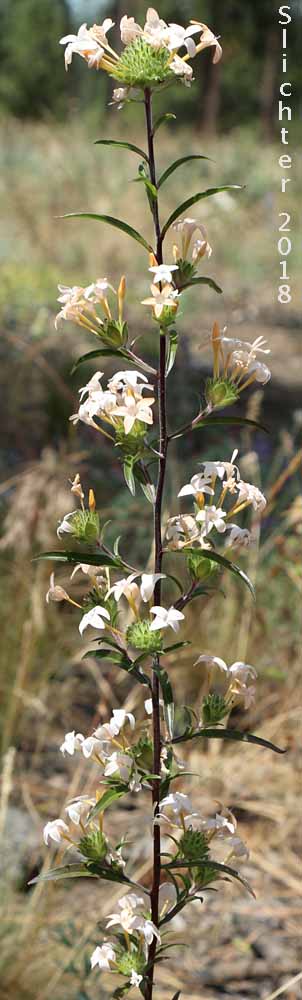 Grand Collomia, Large-flowered Collomia, Large-flower Mountain-trumpet: Collomia grandiflora