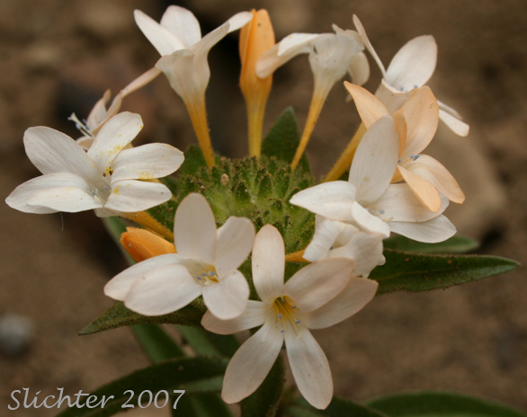 Inflorescence of Grand Collomia, Large-flowered Collomia, Large-flower Mountain-trumpet: Collomia grandiflora
