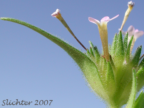 Sideview of the inflorescence of Narrowleaf Collomia, Narrow-leaf Collomia: Collomia linearis