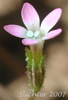 Close-up of a flower of Miniature Gilia, Smooth-leaved Gilia: Navarretia capillaris (Synonym: Gilia capillaris)