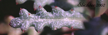 Rosy Gilia, Rosy Gily-flower, Shy Gilia, Sinuate Gilia: Gilia sinuata (Synonym: Gilia inconspicua var. sinuata)