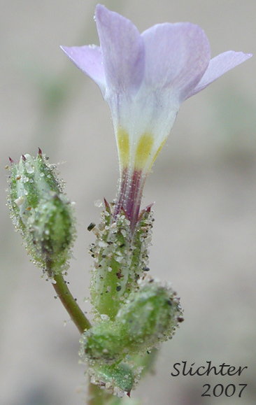 Rosy Gilia: Gilia sinutata (Synonym: Gilia inconspicua var. sinutata)