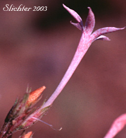 Scarlet Gilia, Skyrocket: Ipomopsis aggregata var aggregata (Synonyms: Cantua aggregata, Gilia aggregata, Gilia aggregata ssp. euaggregata, Gilia aggregata var. aggregata)