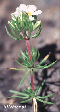 Nuttall's Linanthastrum, Nuttall's Linanthus: Linanthus nuttallii (ssp. nuttallii and ssp. pubescens) (Synonym: Linanthastrum nuttallii)