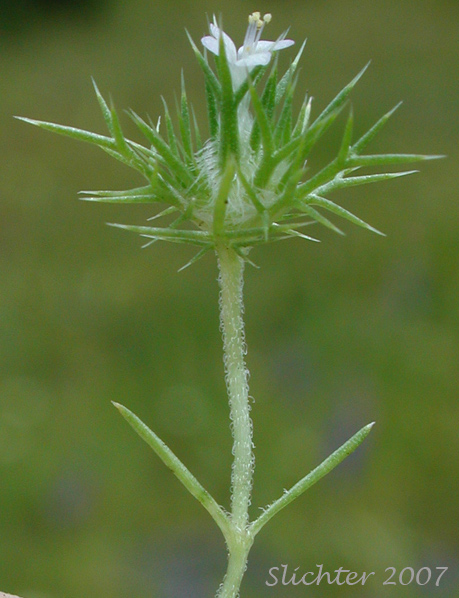 Near Navarretia, Needleleaf Navarretia, Pincushion Plant: Navarretia intertexta ssp. propinqua (Synonyms: Navarretia intertexta var. propinqua, Navarretia propinqua