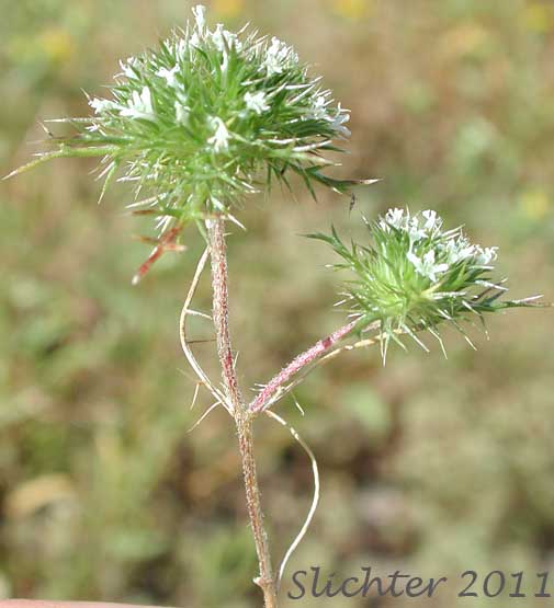 Near Navarretia, Needleleaf Navarretia, Pincushion Plant: Navarretia intertexta ssp. propinqua (Synonyms: Navarretia intertexta var. propinqua, Navarretia propinqua)
