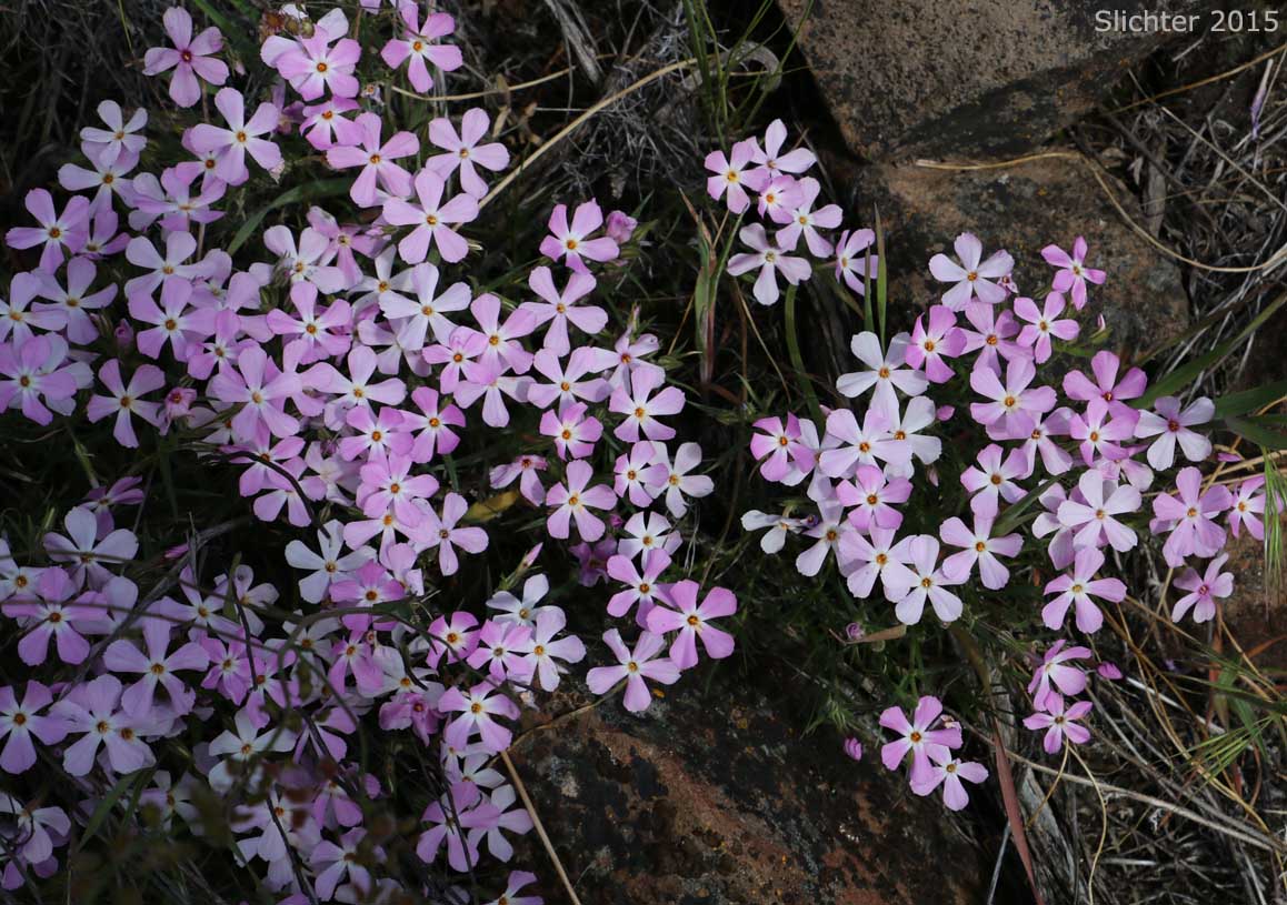 Needle-leaved Phlox, Prickly-leaved Phlox, Sagebrush Phlox: Phlox aculeata