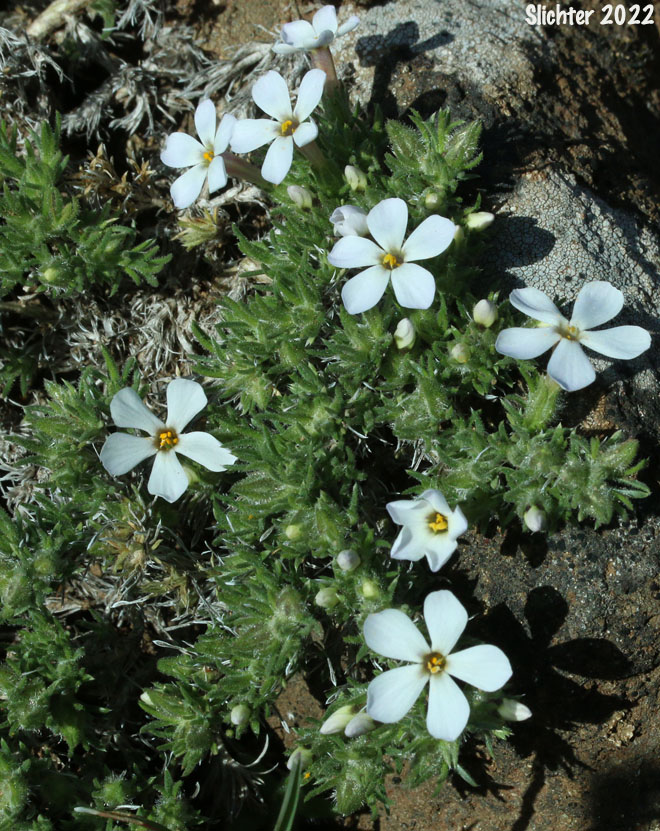 Clumped Phlox, Clustered Phlox, Douglas' Phlox, Tufted Phlox: Phlox caespitosa (Synonyms: Phlox cespitosa, Phlox douglasii ssp. douglasii, Phlox douglasii ssp. rigida, Phlox rigida)