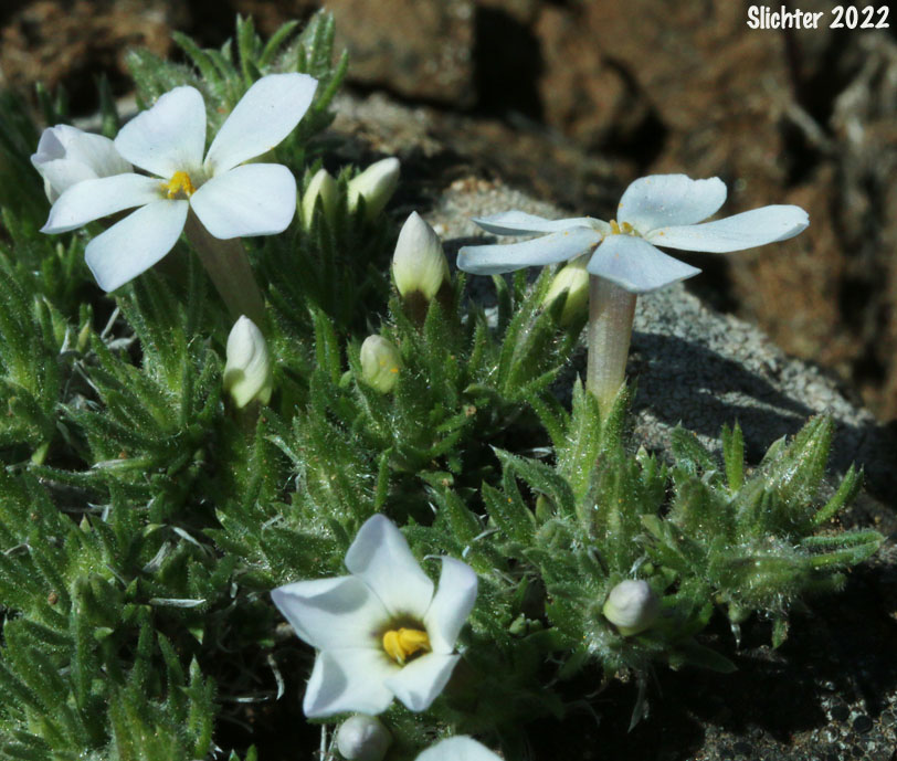 Clumped Phlox, Clustered Phlox, Douglas' Phlox, Tufted Phlox: Phlox caespitosa (Synonyms: Phlox cespitosa, Phlox douglasii ssp. douglasii, Phlox douglasii ssp. rigida, Phlox rigida)