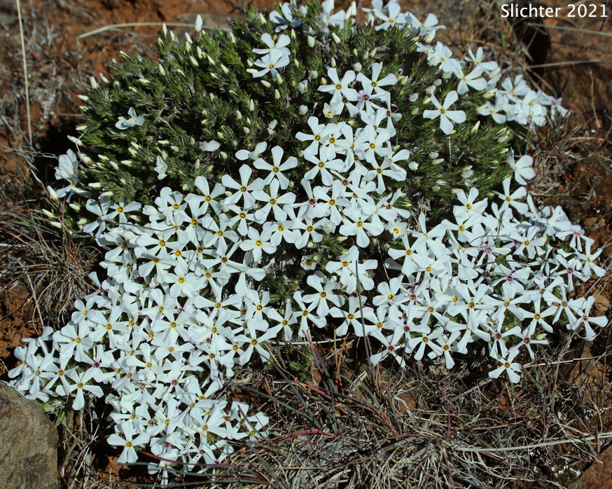 Tufted Phlox, Clumped Phlox, Clustered Phlox, Douglas' Phlox: Phlox caespitosa (Synonyms: Phlox cespitosa, Phlox douglasii ssp. douglasii, Phlox douglasii ssp. rigida, Phlox rigida)