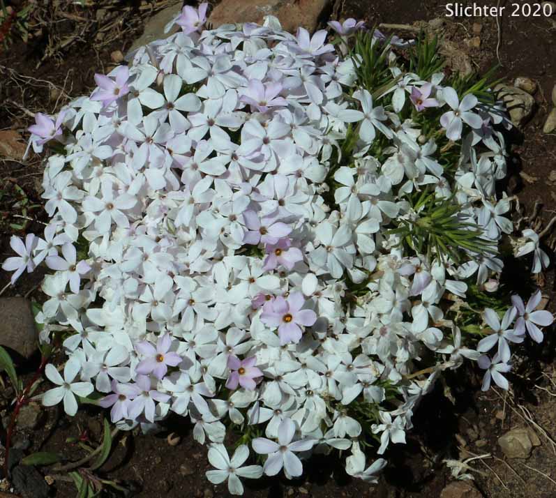 Spreading Phlox: Phlox diffusa (Synonyms: Phlox diffusa ssp. diffusa, Phlox diffusa var. longistylis, Phlox diffusa ssp. longistylis)