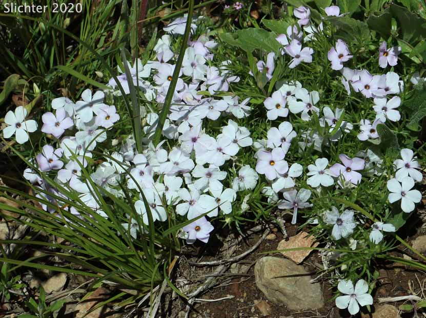 Spreading Phlox: Phlox diffusa (Synonyms: Phlox diffusa ssp. diffusa, Phlox diffusa var. longistylis, Phlox diffusa ssp. longistylis)